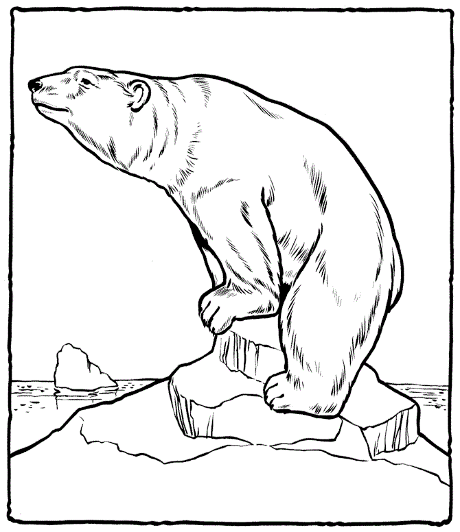 Plansa de colorat cu Ursi 61 58